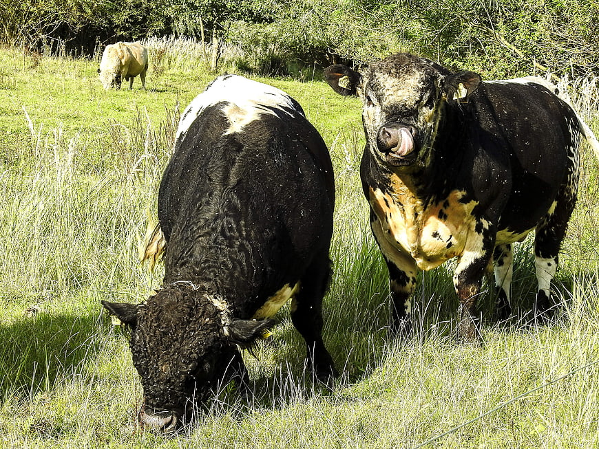 Black and white cows grazing in a green pasture