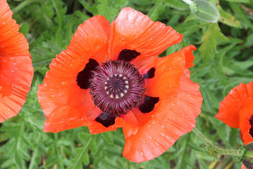 Close-up of vibrant red poppy flower with green foliage background