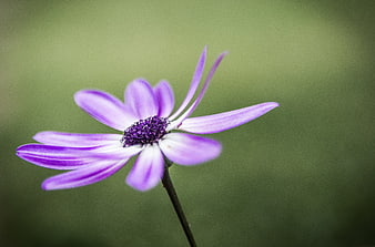 Close-up of purple and white Osteospermum flower on green background