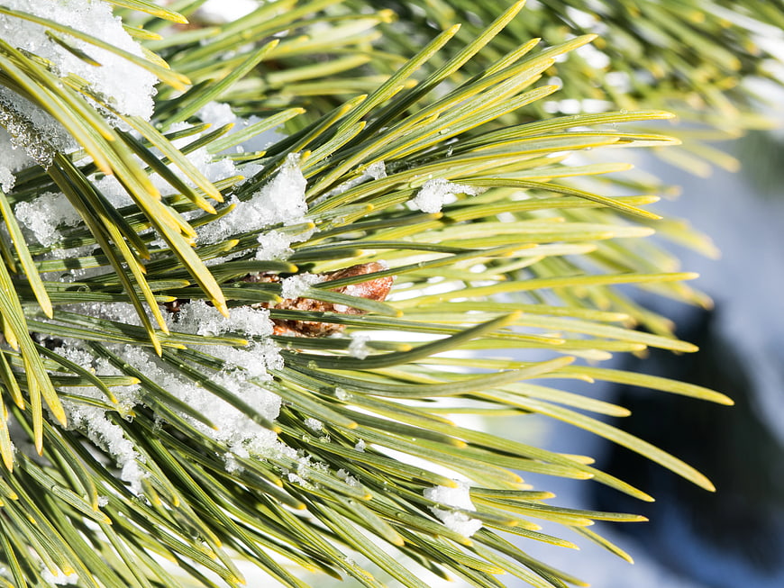Close-up of Snowy Pine Branches in Winter Sunlight