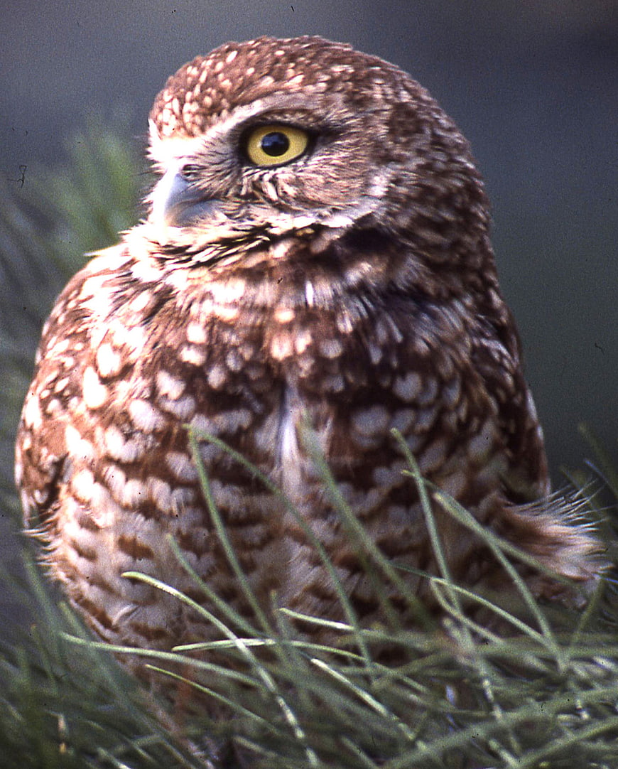 Close-up of a Burrowing Owl in Grass