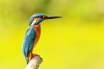 Vibrant Kingfisher Bird Perched On Branch With Green Background