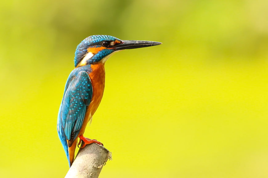Vibrant Kingfisher Bird Perched On Branch With Green Background