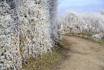 Frosty Winter Path Through Frozen Bushes