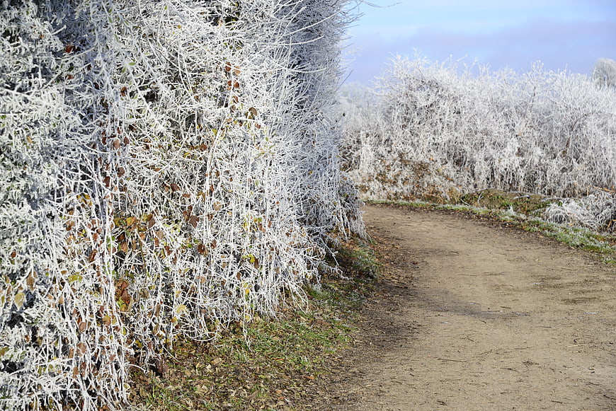 Frosty Winter Path Through Frozen Bushes