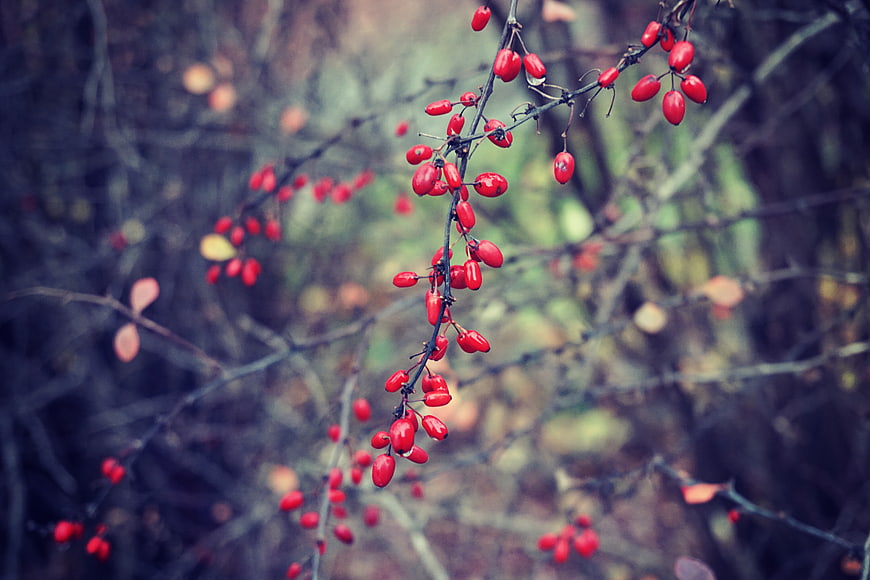 Red Berries on Branches in Autumn Forest