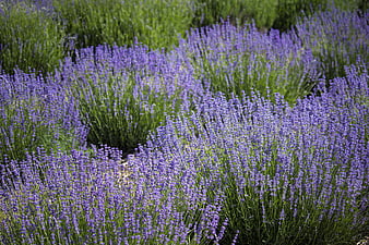 Vibrant Lavender Field in Full Bloom