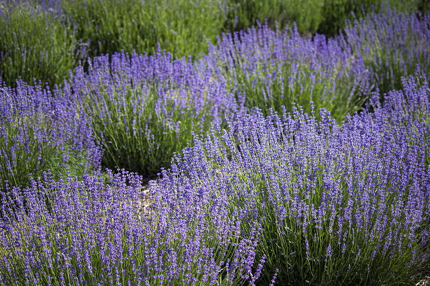 Vibrant Lavender Field in Full Bloom