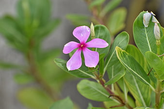 Close-up of a vibrant pink periwinkle flower with green leaves