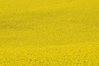Aerial View of Vibrant Yellow Rapeseed Flower Field