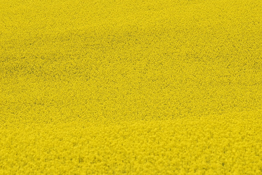 Aerial View of Vibrant Yellow Rapeseed Flower Field