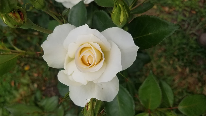 Close-up of a white rose with green buds and leaves