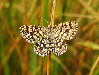 Close-up of a checkered moth on a dried grass stem
