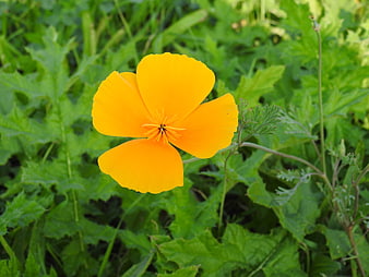 Vibrant Orange California Poppy Flower in Green Foliage