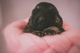Sleeping Black Puppy in Pink Cotton Nest