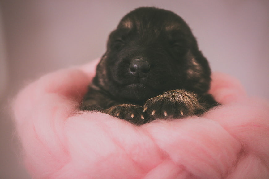 Sleeping Black Puppy in Pink Cotton Nest
