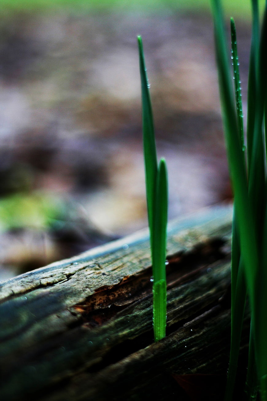 Green Grass Sprout Growing from Weathered Wood Log