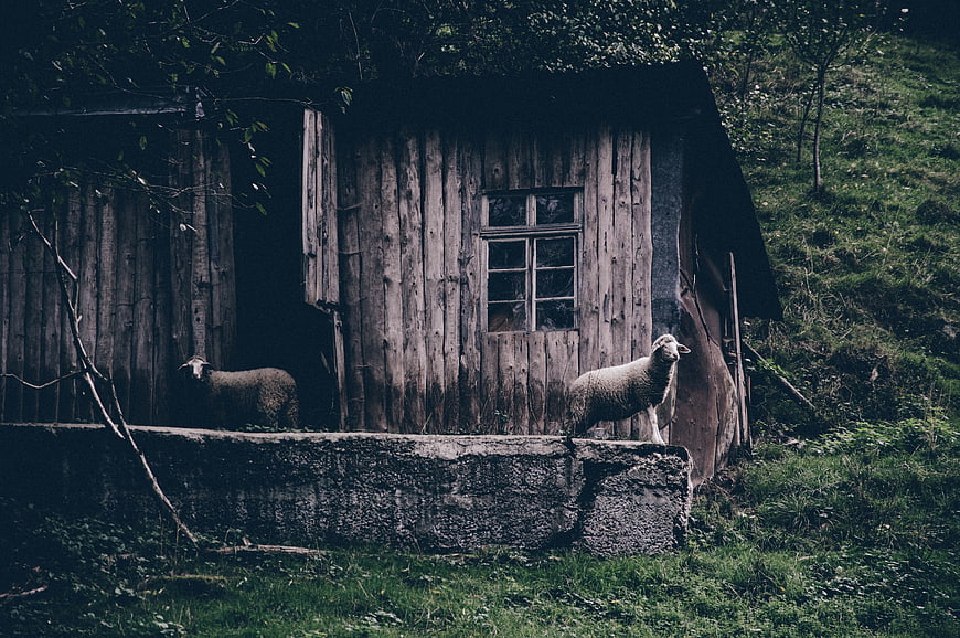 Two sheep standing in front of an old wooden barn