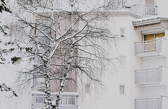 Snowy birch tree in front of white apartment building