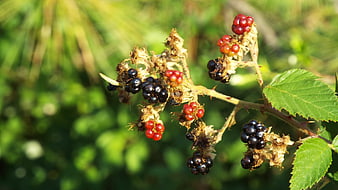 Ripe and Unripe Blackberries on a Thorny Branch