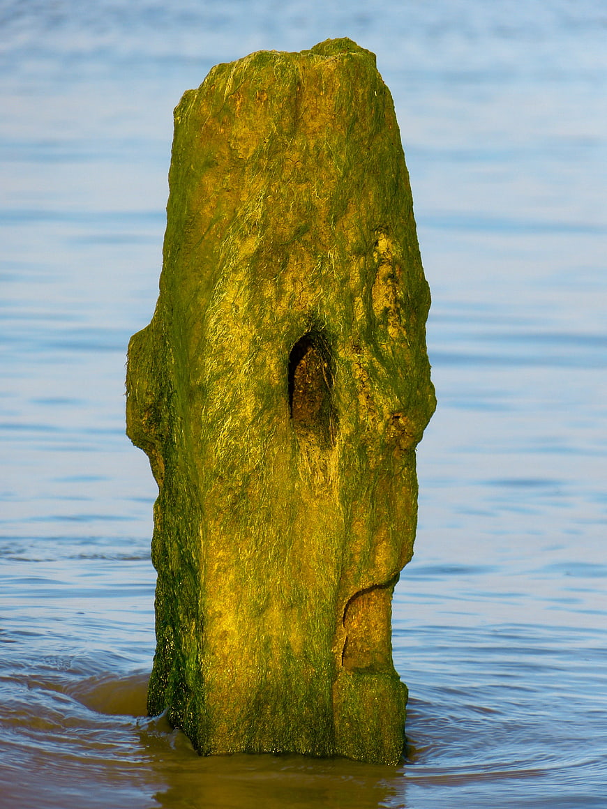 Weathered mossy wooden post standing in calm blue water
