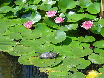 Tortoise on lily pad with pink water lilies in a pond