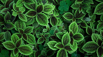 Close-up of vibrant green Pilea peperomioides leaves with dark veins