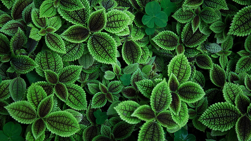 Close-up of vibrant green Pilea peperomioides leaves with dark veins