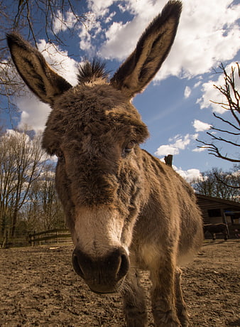 Close-up portrait of a curious donkey outdoors