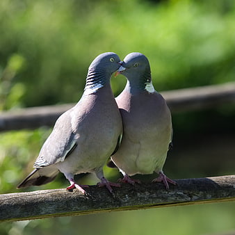 Two Pigeons Touching Bills on a Wooden Fence