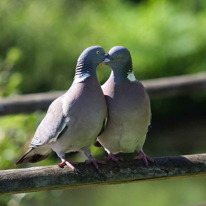 Two Pigeons Touching Bills on a Wooden Fence