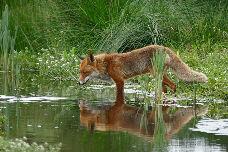 Red Fox Walking in Shallow Water with Reflection