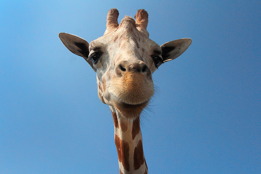 Close-up of a giraffe head against a blue sky