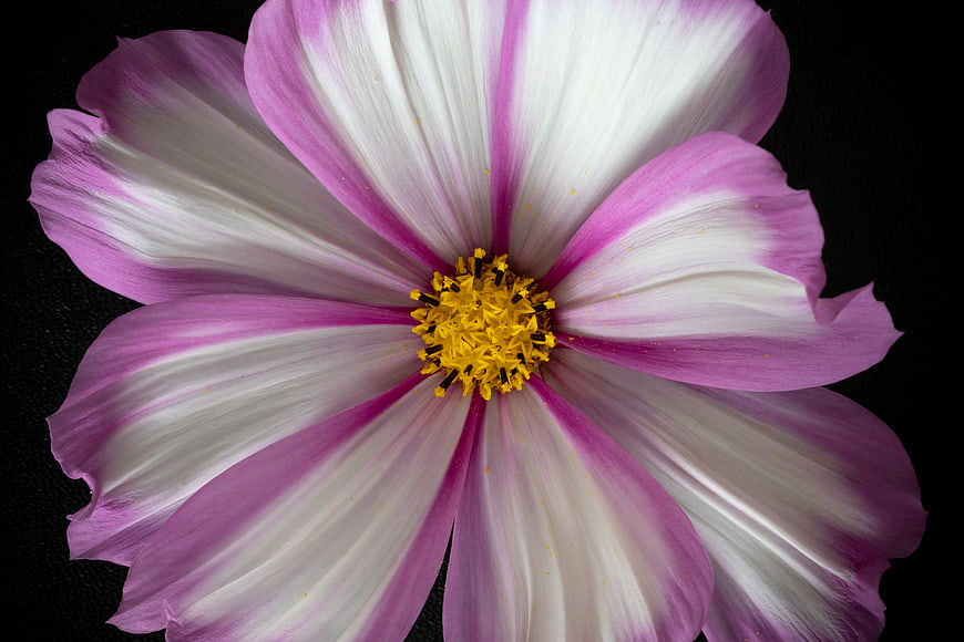Pink and White Cosmos Flower on Black Background