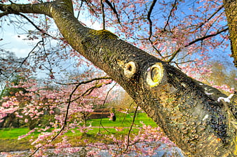 Cherry Blossom Tree Branch with Pink Flowers and Blue Sky