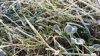 Close-up of frost-covered grass blades in morning sunlight