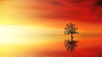 Silhouette of a lone tree in water against a vibrant red and orange sunset sky