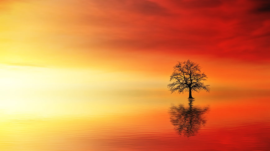 Silhouette of a lone tree in water against a vibrant red and orange sunset sky