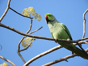 Green Ring-necked Parakeet Perched on Branch Against Blue Sky