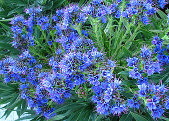 Vibrant Blue Tower of Jewels Flower Closeup