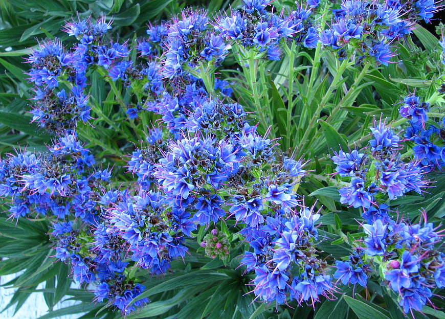 Vibrant Blue Tower of Jewels Flower Closeup