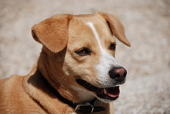 Close-up portrait of a happy brown and white dog panting