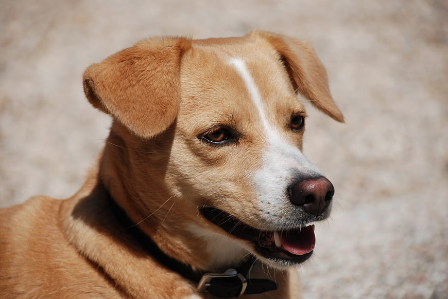 Close-up portrait of a happy brown and white dog panting