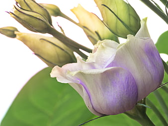 Close-up of purple and white lisianthus flower with buds