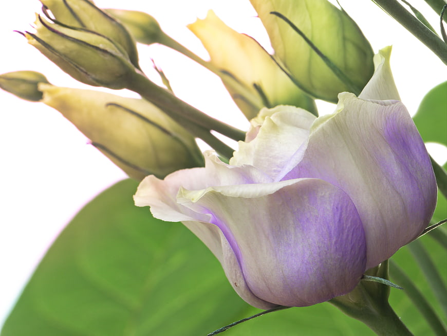 Close-up of purple and white lisianthus flower with buds