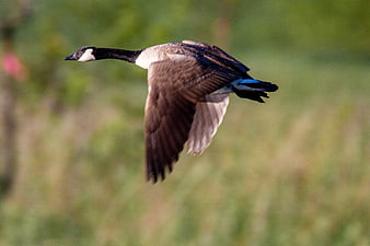 Canada Goose Flying in Flight Against Green Background