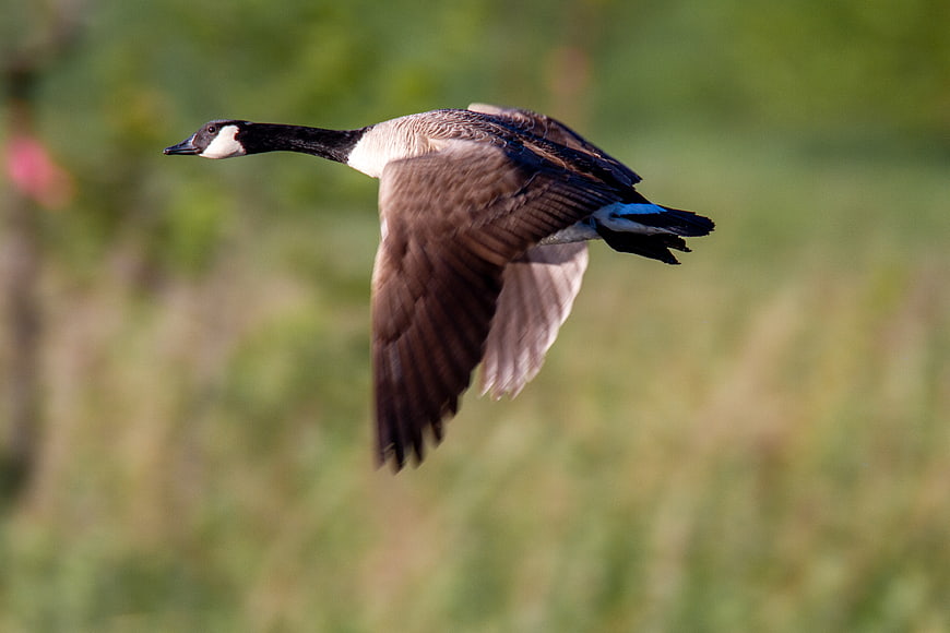Canada Goose Flying in Flight Against Green Background