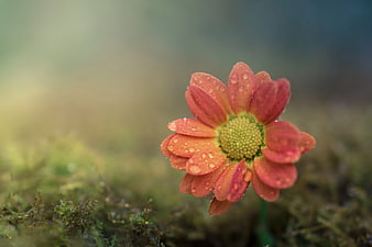 Close-up of Orange Flower with Water Droplets on Moss
