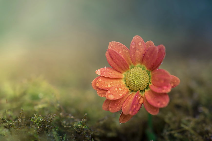 Close-up of Orange Flower with Water Droplets on Moss