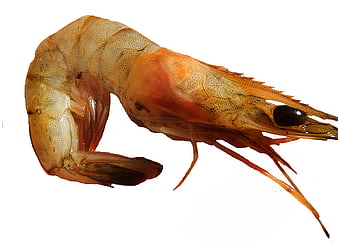 Raw Tiger Prawn on White Background